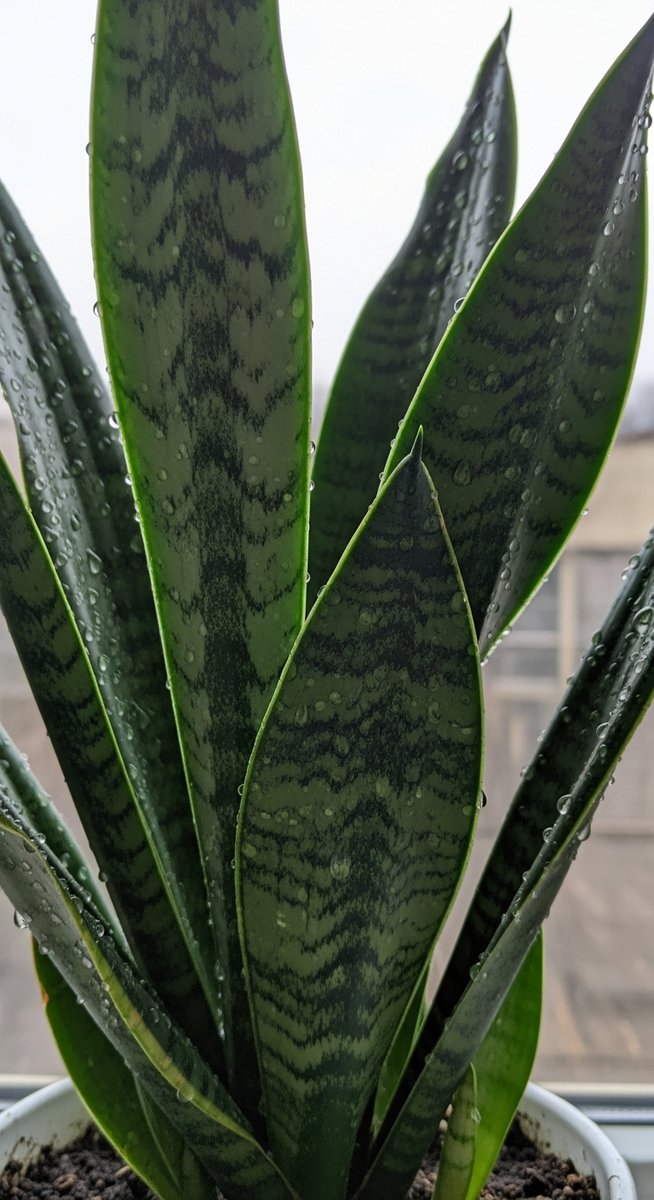 a snake plant plant with water droplets on the leaves after watering