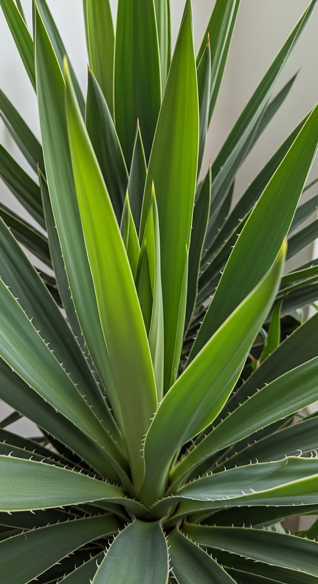 close-up of healthy yucca leaves showing vivid colour and texture, for yucca plant care