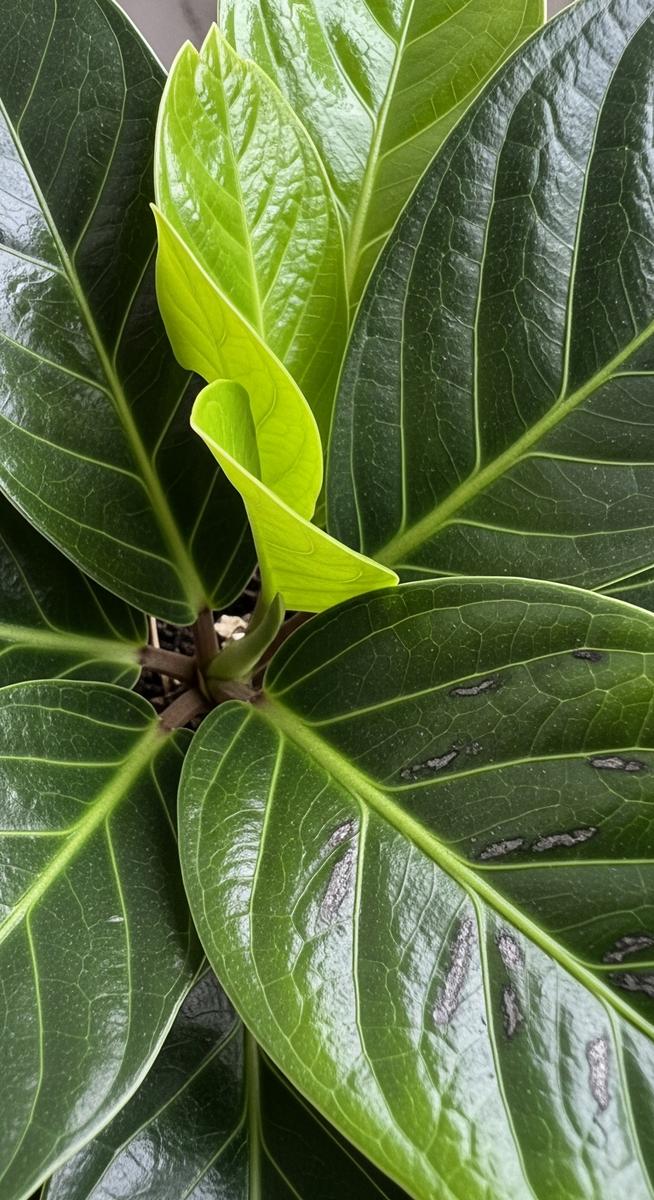 close-up detail of zz plant leaf texture colour and markings